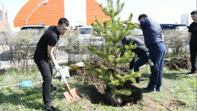 В Казахстане высадили более 1,3 млрд деревьев с 2021 года