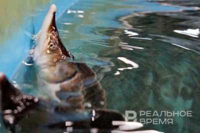 Белоруссия возглавила рейтинг поставщиков рыбы в Россию по итогам 2025 года