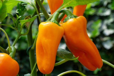 Выращивание рассады томатов и перцев: пикировка, подкормки и закалка к маю