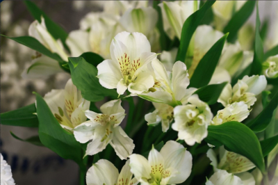 Треть жительниц Казани хотела бы получить в День влюбленных цветы