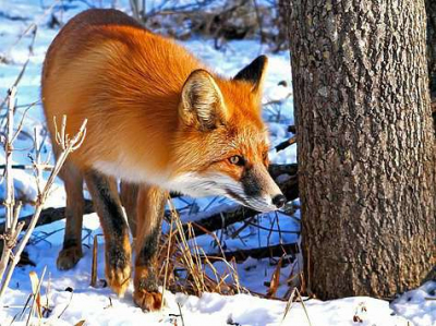 Лисы атакуют жителей Костанайской области