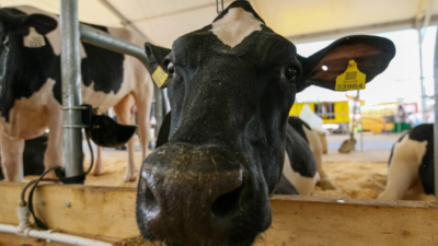 Сотни миллионов на вакцины от ящура &mdash; что появилось на Госзакупках после начала изъятия скота 13/03/2026 &ndash; Новости