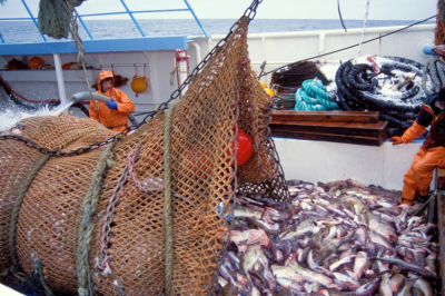 Россия начала поставлять рыбу в одну из стран БРИКС