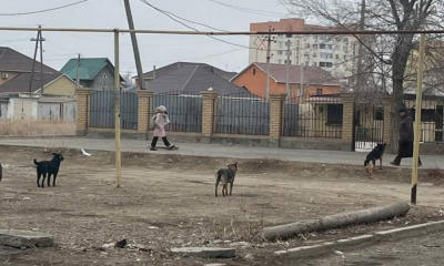 Тендер на отлов собак в Атырау провален во второй раз