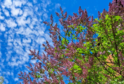 Синоптики прогнозируют самый теплый март в Новосибирске за последние десять лет