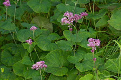 Какалия и лох &mdash; какие названия растений противоречат их внешности
